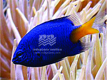 Nematocentrus Taeniurus